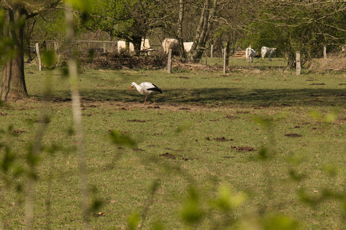 Storch in der Rheinaue auf Weide.jpg