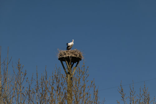 Storch in der Rheinaue.jpg