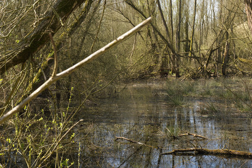 Sumpf in der Rheinaue.jpg