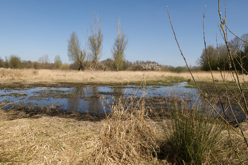 Sumpfgebiet in der Rheinaue.jpg