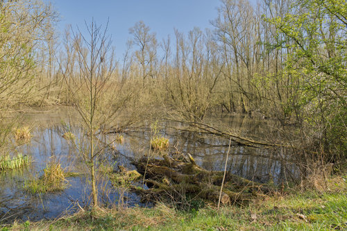 Sumpf in der Rheinaue II.jpg