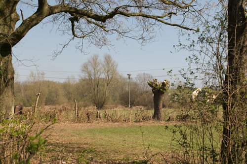 Storchennest gerahmt in Bäume.jpg