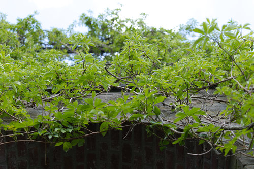 Kloster Kamp Arche.jpg