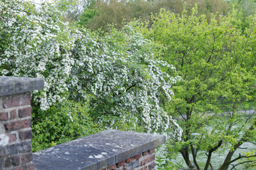 Kloster Kamp Garten 4.jpg