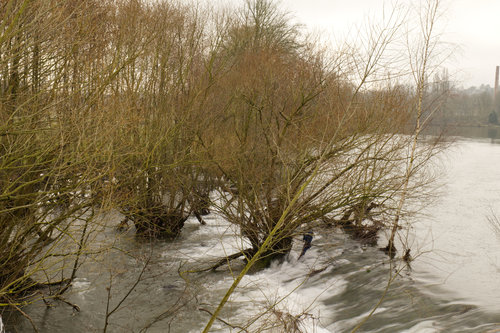 Mülheim Wehr Büsche.jpg
