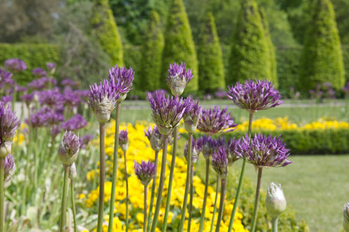 Kornblume Kloster Kamp.jpg