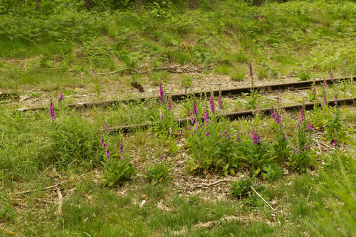 Tracks lost in Time III.jpg