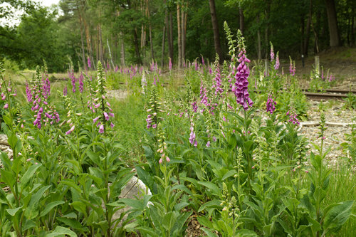 Tracks lost in Time VII - Fingerhut.jpg