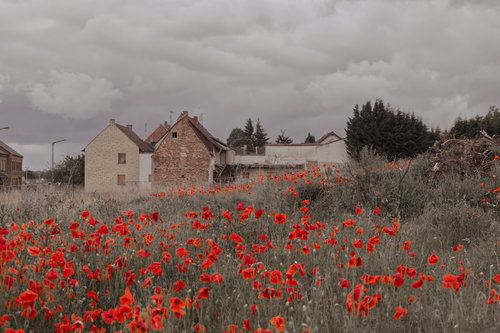 Manheim VIII - Mohn und rückgebaute Grundstücke.jpg